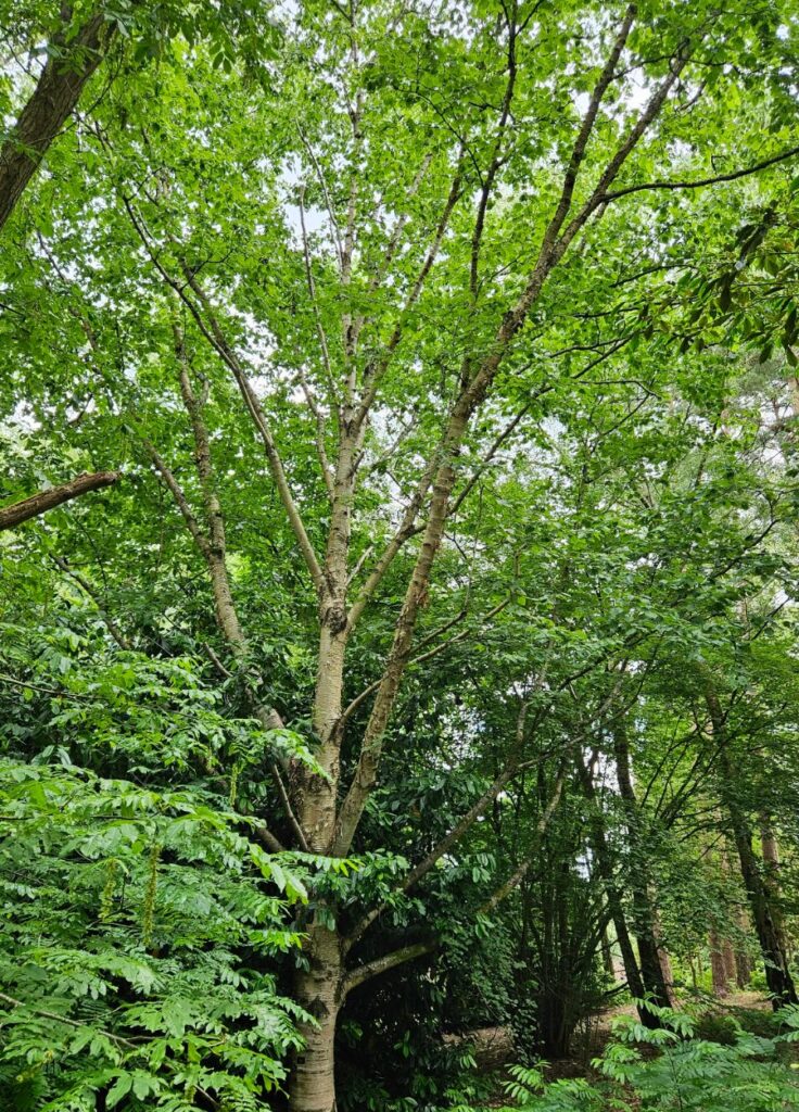 Maximowicz-Birke (Betula maximowicziana)