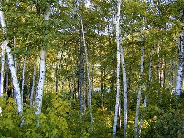 Weiß-Birke (Betula pendula, neu Betula verrucosa – Warzen-Birke)