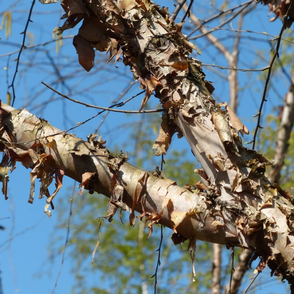 Schwarzbirke (Betula nigra)