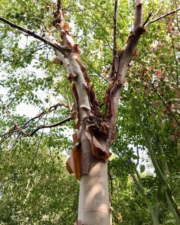 Chinesische Birke (Betula albo-sinensis)