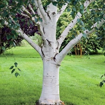 Papierbirke (Betula papyrifera)