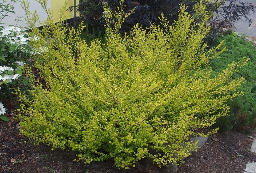 Zwergbirke (Betula nana)