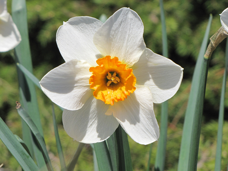 'Flower Record'