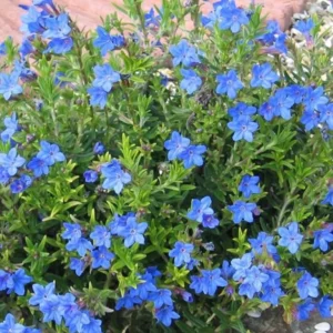 Steinsame (Lithodora)