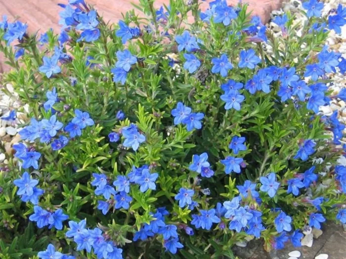 Steinsame (Lithodora)