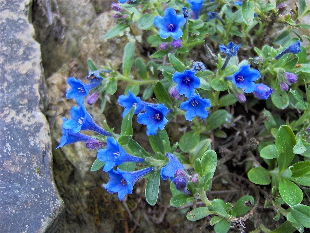 Ölblättriger Steinsame (Lithodora oleifolia)