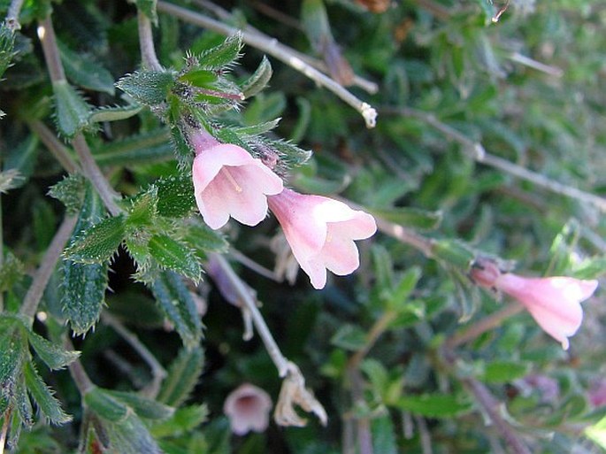 Steinhirse Borstige (Lithodora hispidula)