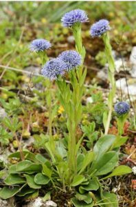 Kugelblume - Globularia bisnagarica