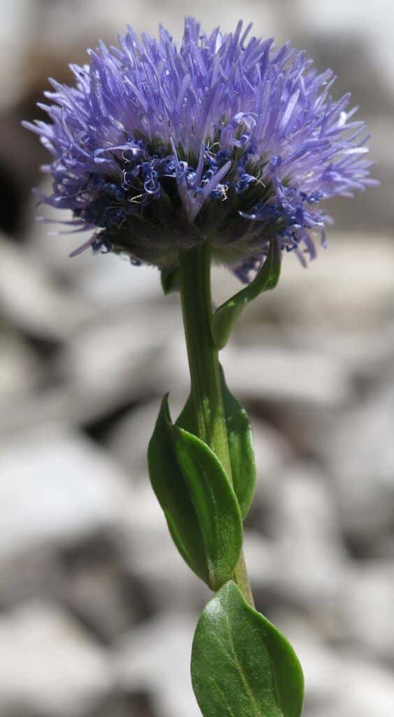 Kugelblume - Globularia