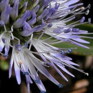 Herzblättrige Kugelblume - Globularia cordifolia