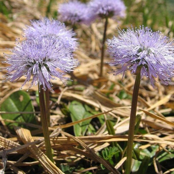 Nacktstängelige Kugelblume - Globularia nudicaulis