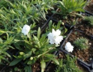 Alpen-Leimkraut - Silene alpestris
