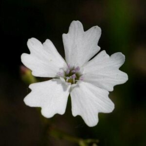Strahlensame Blume - Heliosperma