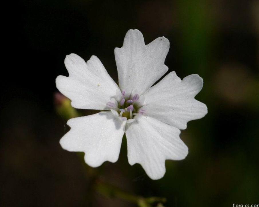 Strahlensame Blume - Heliosperma