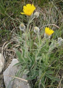 Zottiges Habichtskraut - Hieracium villosum