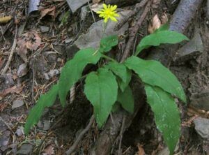 Trauben-Habichtskraut - Hieracium racemosum