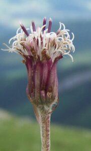 Alpenlapplattich Blüte - Homogyne
