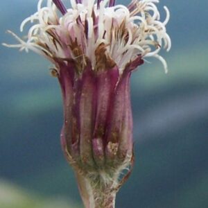 Blüte des Grünen Alpenlattichs (Homogyne alpina)