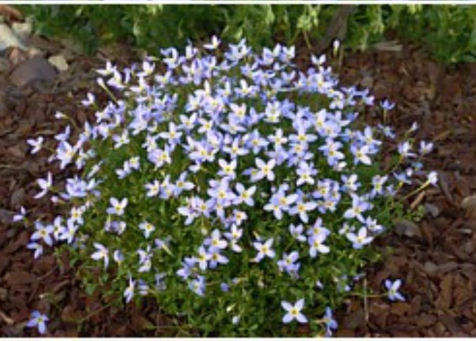 Blaue Houstonie - Houstonia caerulea