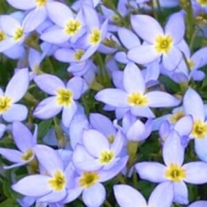 Blaue Houstonie Blüte - Houstonia caerulea