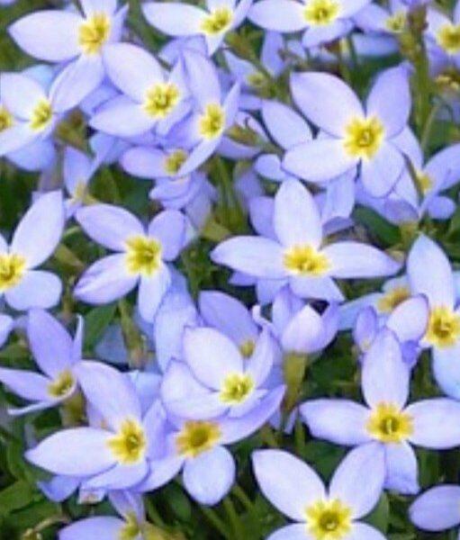Blüte des Blauen Porzellansternchens (Houstonia caerulea) in Nahaufnahme