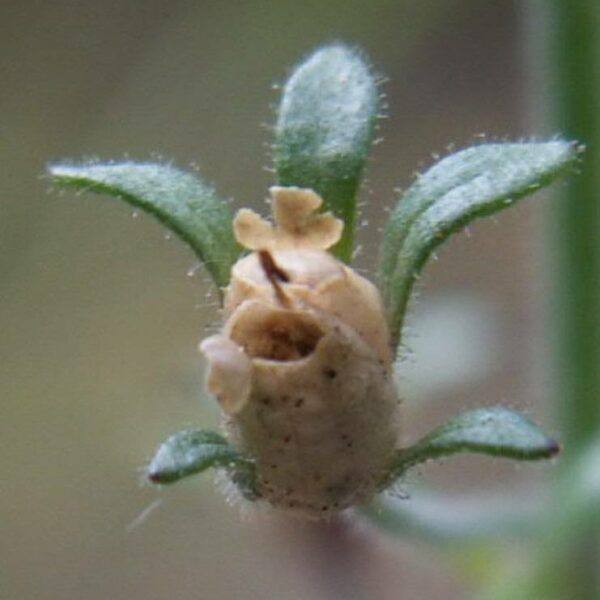 Chaenorhinum origanifolium – blühende Staude im Steingarten