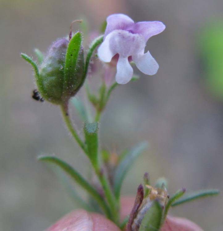 Zierleinkraut - Chaenorrhinum