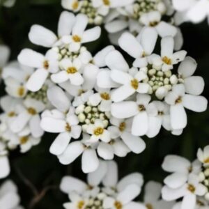 Dichte weiße Blütenstände der Immergrünen Schleifenblume (Iberis sempervirens) mit grünen Knospen in der Mitte, Nahaufnahme