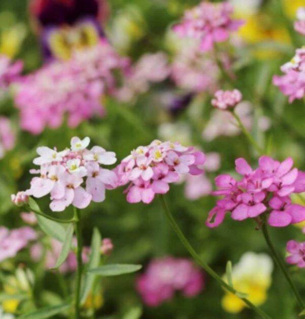 Doldige Schleifenblume (Iberis umbellata) mit rosavioletten Dolden kleiner Blüten