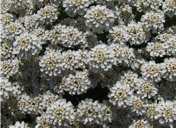 Immergrüne Schleifenblume (Iberis sempervirens) als weiß blühendes Polster im Steingarten