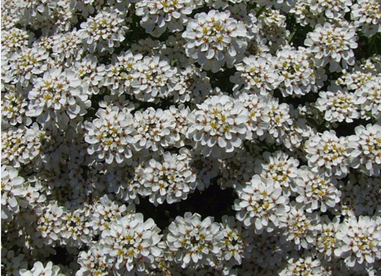 Immergrüne Schleifenblume - Iberis sempervirens