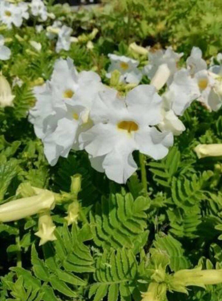 Incarvillea - Incarvillea