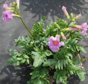 Incarvillea delavayi - Incarvillea delavayi