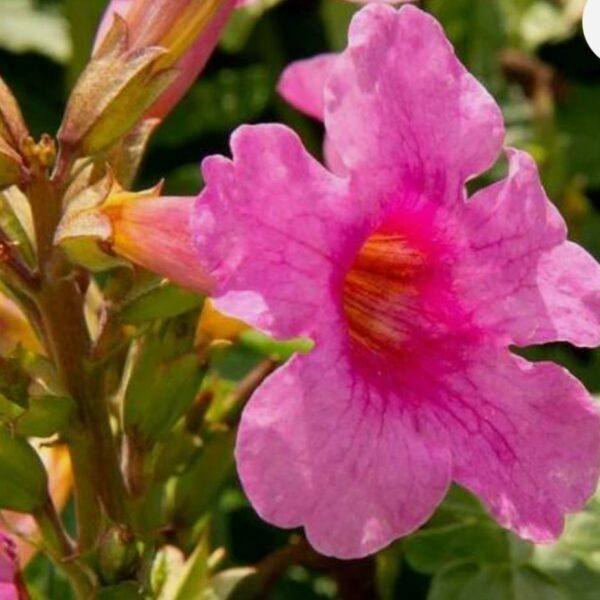 Delavays Incarvillea Blüte - Incarvillea delavayi