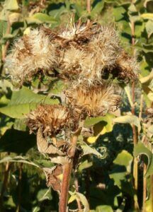 Echter Alant - Inula helenium