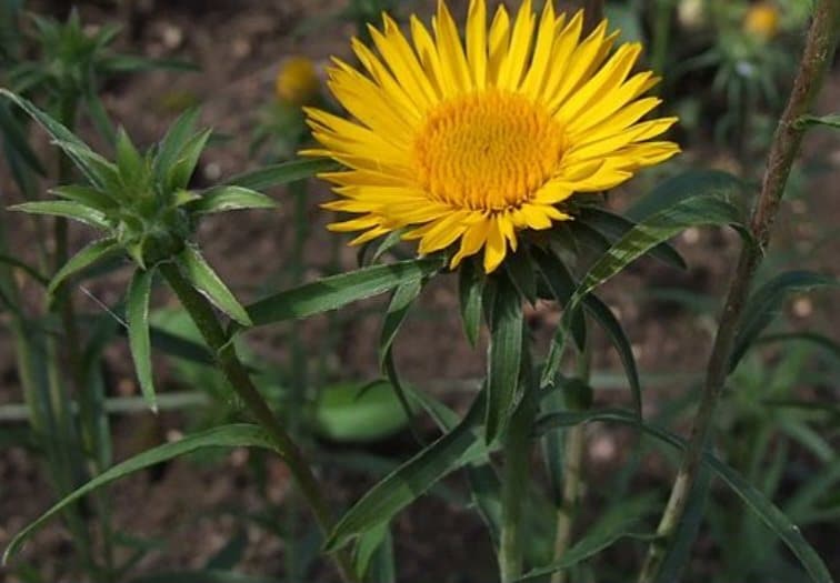 Schwertblättriger Alant - Inula ensifolia