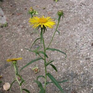 Weidenblättriger Alant - Inula salicina