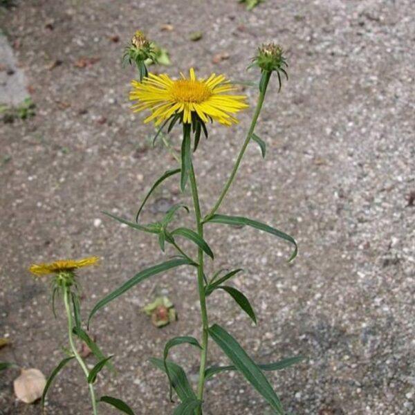 Weidenblättriger Alant (Inula salicina) mit gelben Blütenkörben