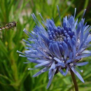 Ausdauerndes Sandglöckchen (Jasione laevis) — blaues kugeliges Blütenköpfchen in Nahaufnahme, im Anflug ein Blütenbesucher