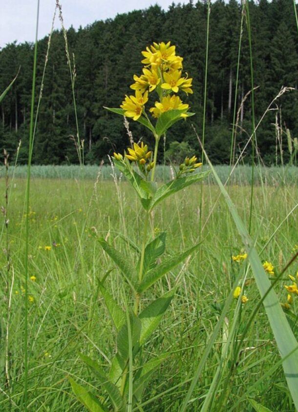 Gewöhnlicher Gilbweiderich (Lysimachia vulgaris) mit gelben Blüten am Stängelende auf einer Feuchtwiese vor einem Nadelwald