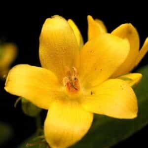 Nahaufnahme einer gelben Blüte des Punktierten Gilbweiderichs mit orangefarbener Mitte