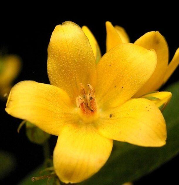 Nahaufnahme einer gelben Blüte des Punktierten Gilbweiderichs mit orangefarbener Mitte