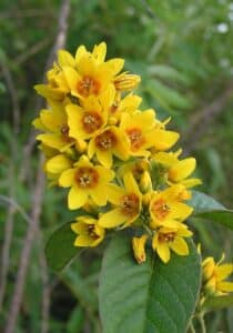 Gewöhnlicher Gilbweiderich - Lysimachia vulgaris