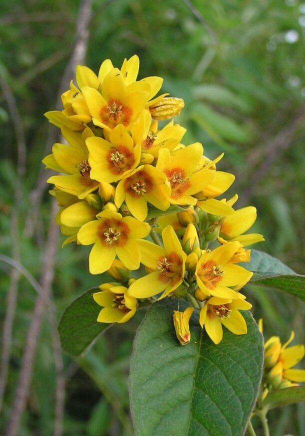 Blütenstand des Gewöhnlichen Gilbweiderichs (Lysimachia vulgaris) mit goldgelben Blüten und orangeroter Mitte