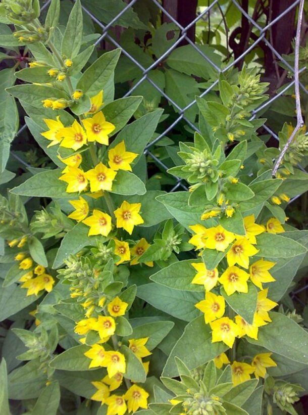 Blühender Punktierter Gilbweiderich (Lysimachia punctata) an einem Maschendrahtzaun im Gartenbeet