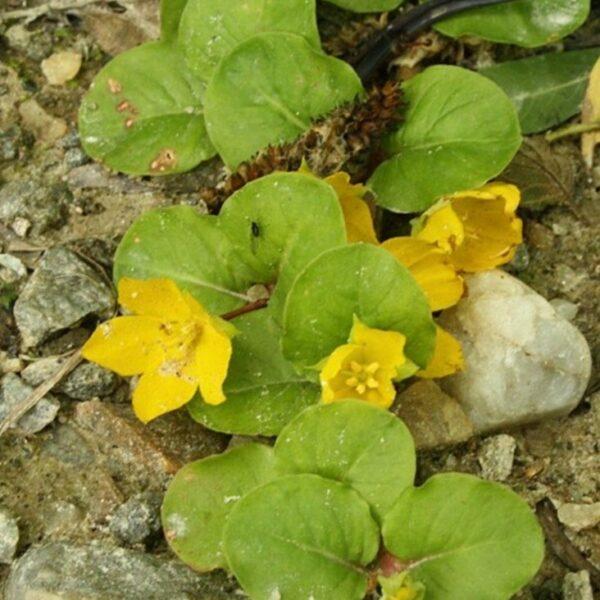 Pfennigkraut - Lysimachia nummularia