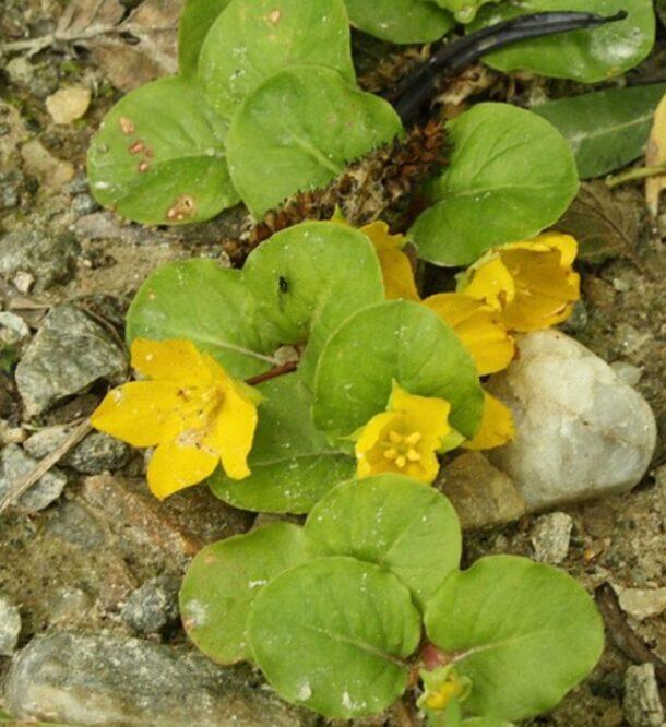 Pfennigkraut (Lysimachia nummularia) mit runden, münzenförmigen Blättern und gelben Blüten auf Kies