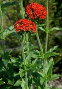 Brennendes Liebesblümchen - Lychnis chalcedonica