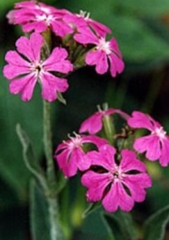 Lichtnelke - Lychnis