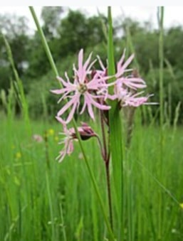 Kuckucks-Lichtnelke - Lychnis flos-cuculi